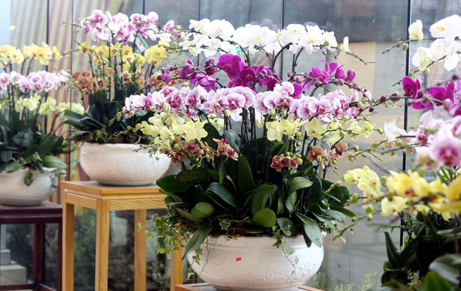 Lan hồ điệp kết hợp phong cách nghệ thuật mới