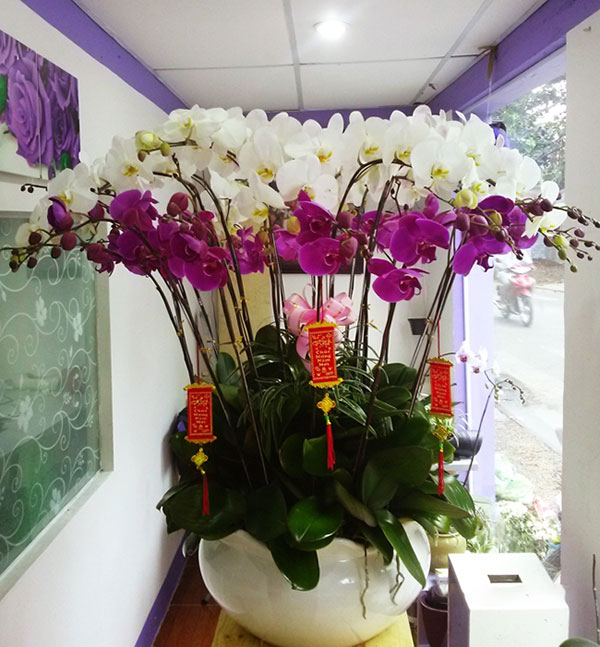 Chậu lan hồ điệp kết hợp đặt phòng khách
