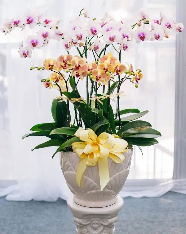 Chậu hoa lan hồ điệp kết hợp đặt phòng ngủ