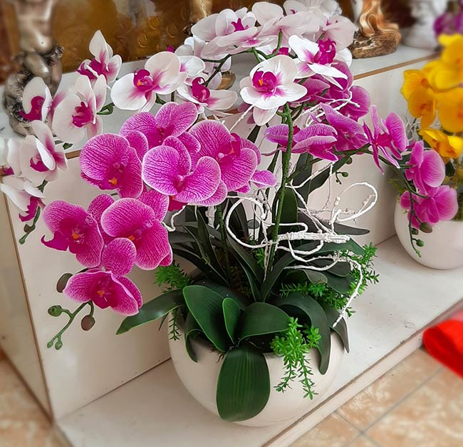 Chọn hoa lan hồ điệp kết hợp theo phong thủy