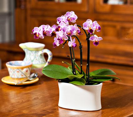 Bàn tiếp khách thêm ấn tượng nhờ chậu lan hồ điệp mini để bàn