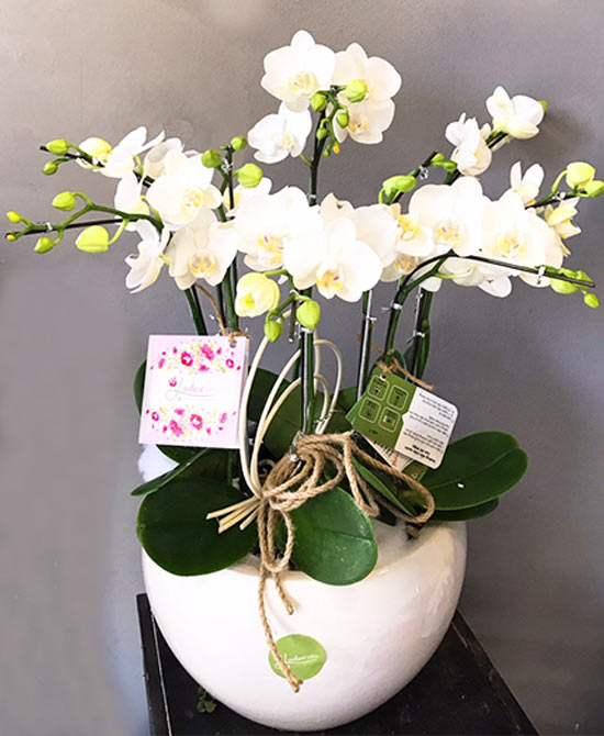 Chậu lan hồ điệp mini trắng tinh khôi rực rỡ tràn đầy năng lượng