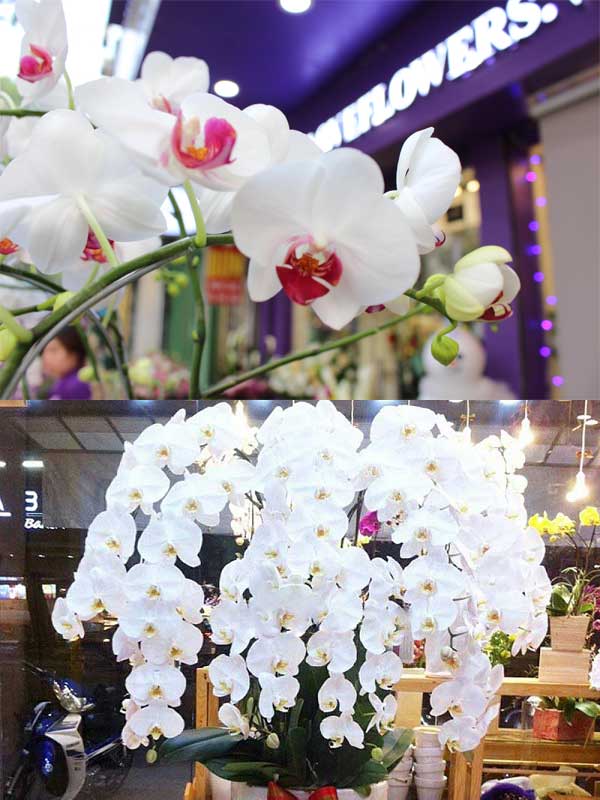 Hoa hồ điệp mini đẹp không kém hồ điệp