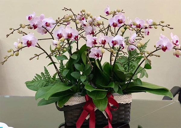 Chậu lan hồ điệp tím nhạt nhí (mini) 