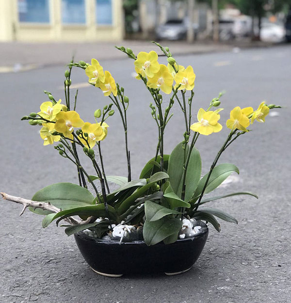 Chậu lan hồ điệp nhí (mini) vàng 