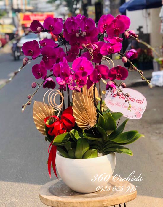 Chậu lan hồ điệp tím - Vũ điệu thanh xuân