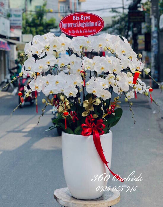 Chậu lan hồ điệp trắng - Ngày tươi sáng