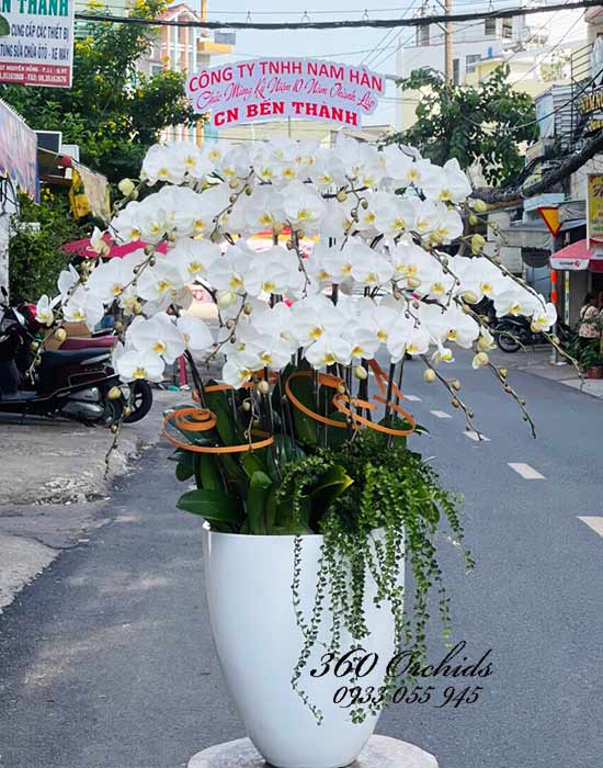 Chậu lan hồ điệp trắng - Niềm say mê