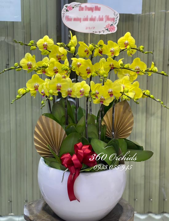 Chậu lan hồ điệp vàng - Đong đầy