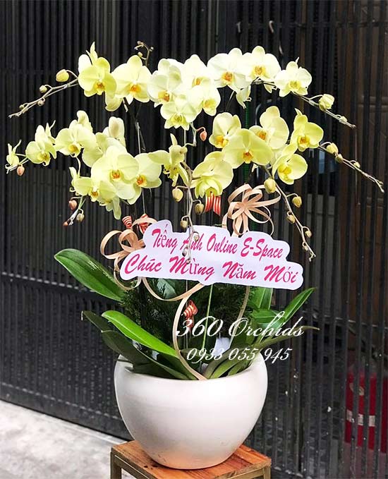 Chậu hoa lan hồ điệp - Vàng mơ