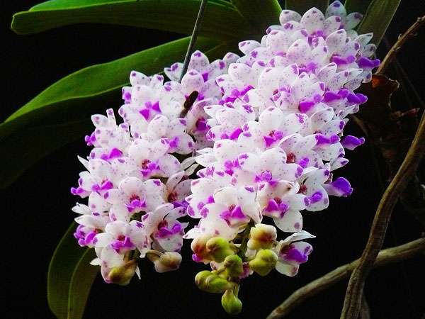 Ảnh hoa lan rừng Ngọc Điểm có nét đẹp thơ mộng