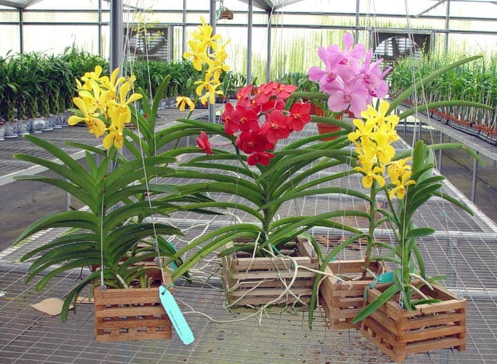 Đặc điểm hình thái hoa lan vanda