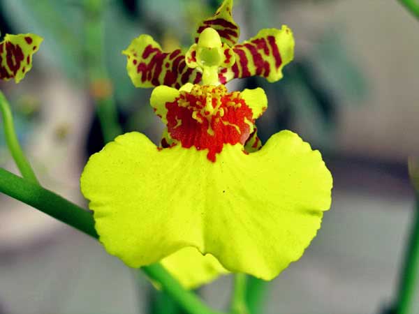 Lan vũ nữ xinh đẹp và phổ biến