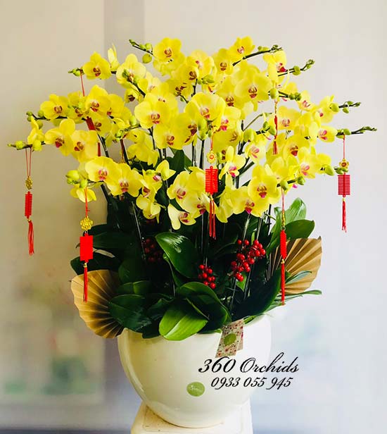 Chậu lan hồ điệp vàng - Sức khỏe an khang
