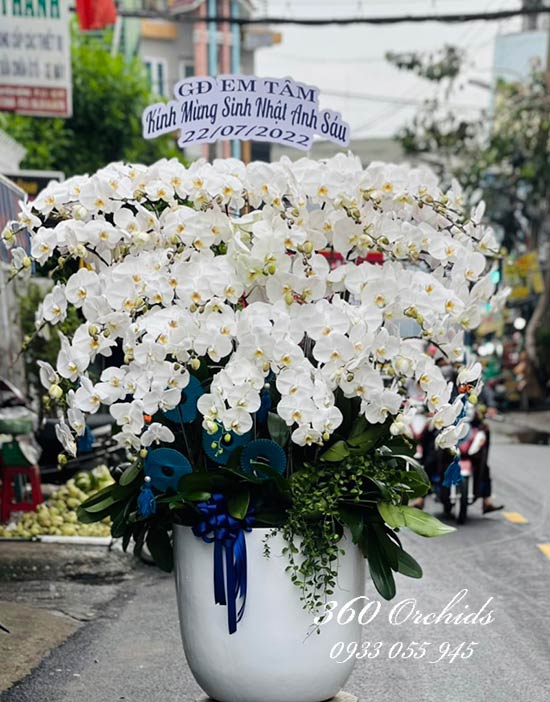 Chậu lan hồ điệp trắng - Ngát hương thơm