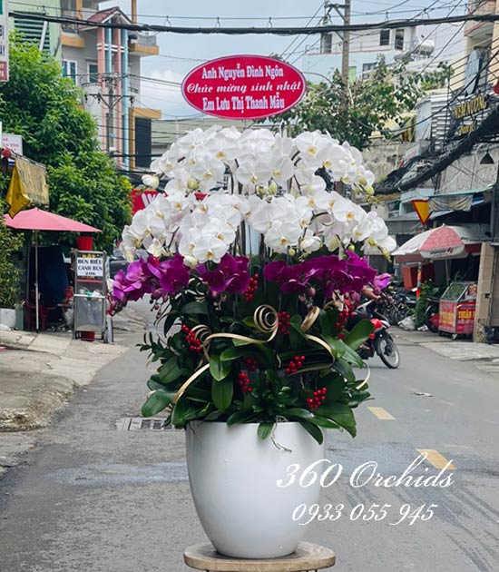 Chậu lan hồ điệp kết hợp - Khoe sắc