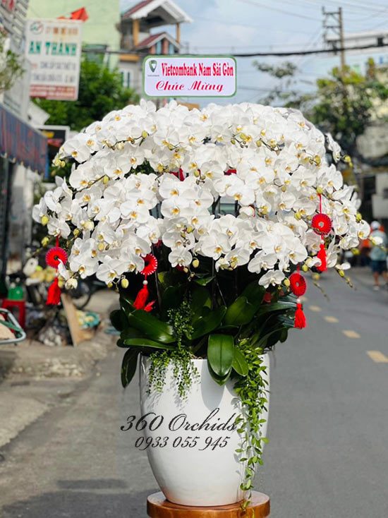 Chậu lan hồ điệp trắng 30 cành - Cung đường hoa