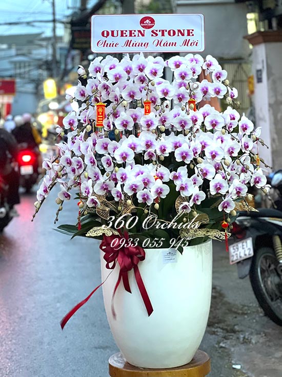 Chậu lan hồ điệp tết - Sung túc an khang