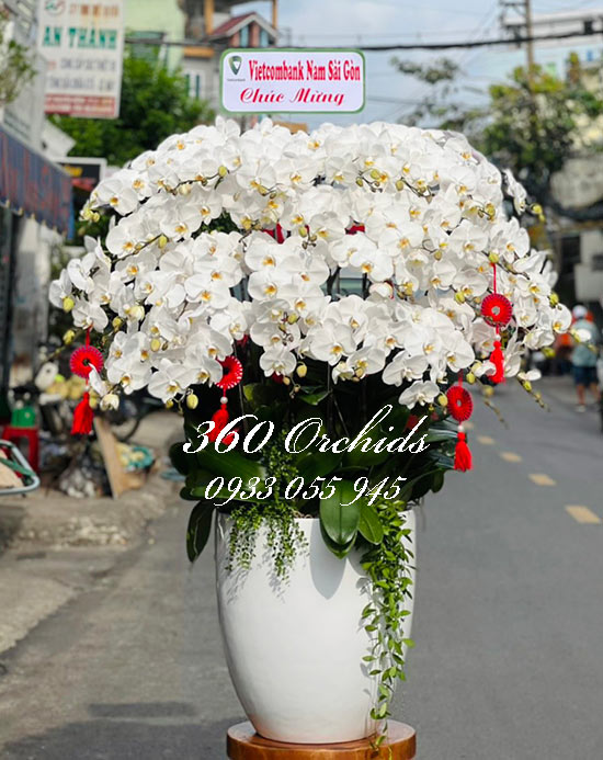 Chậu lan hồ điệp trắng - Thăng hoa vạn sự