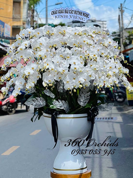 Chậu lan hồ điệp trắng - Trọn vẹn yêu thương