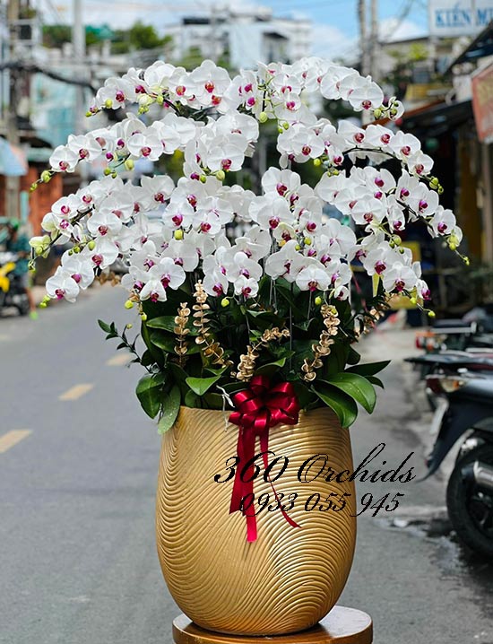 Chậu lan hồ điệp trắng - Tương lai tươi sáng