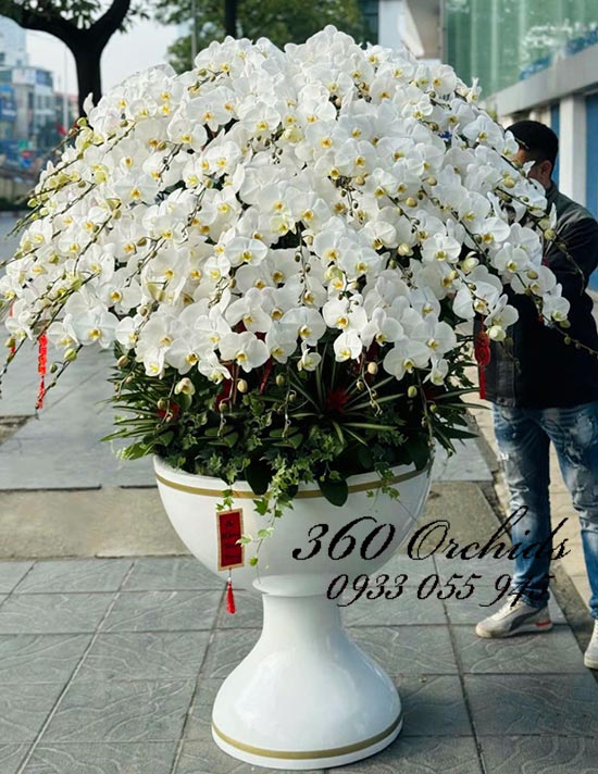 Chậu lan hồ điệp trắng - Mệnh phú quý