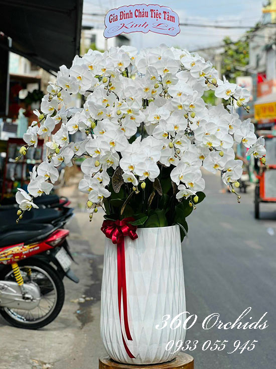 Chậu lan hồ điệp trắng - Phúc thọ dài lâu