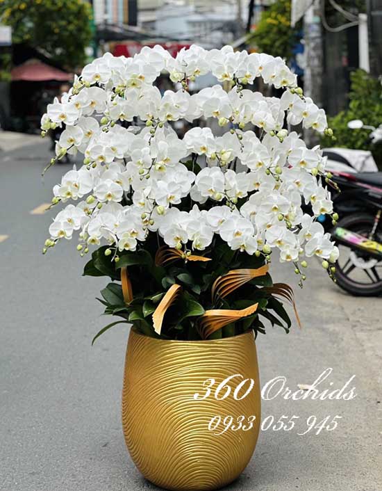 Chậu lan hồ điệp trắng - Giàu sang phú quý