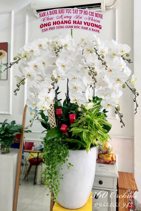 Chậu lan hồ điệp trắng - Đón vận may