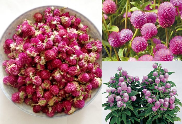 Lợi ích hoa bách nhật mang lại trong đời sống