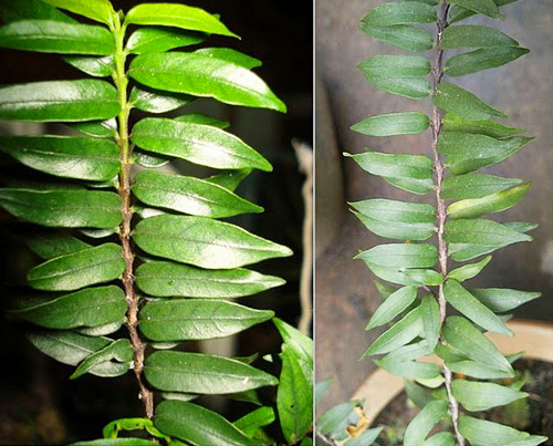 Phân biệt lá mai chiếu thủy thanh mai