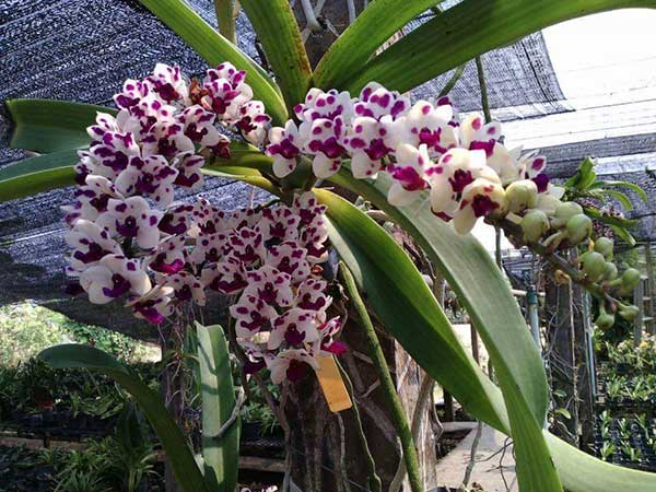 Lan đai châu có đặc điểm hình thái gì?