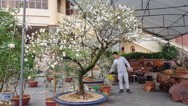 Chậu hoa nhất chi mai chưng tết có ý nghĩa gì?
