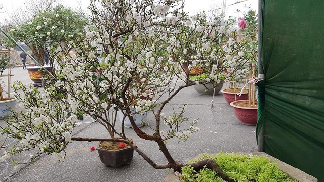 Chọn chậu hoa nhất chi mai chưng hợp với mệnh