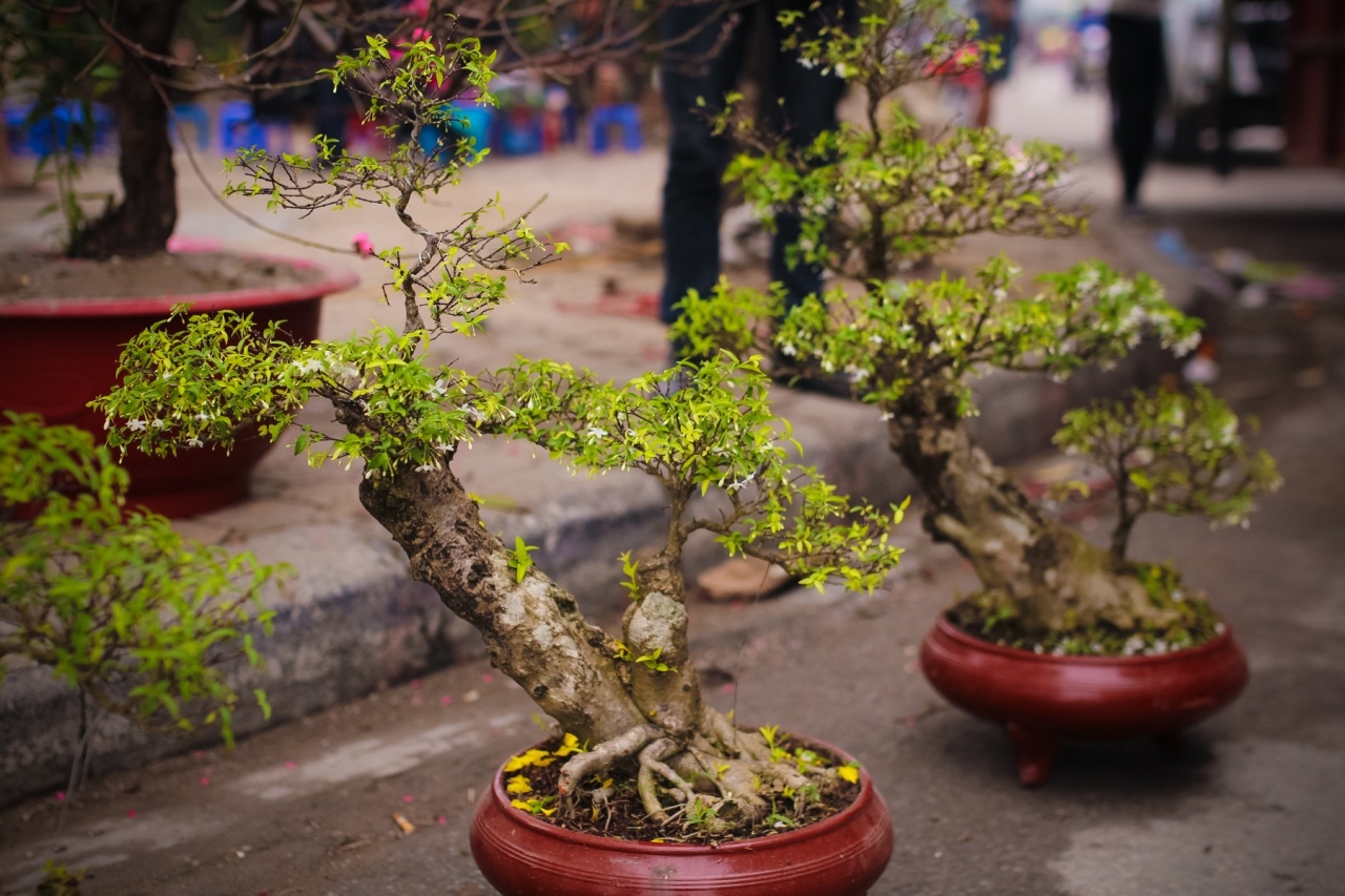 Hình ảnh đẹp về cây mai chiếu thủy