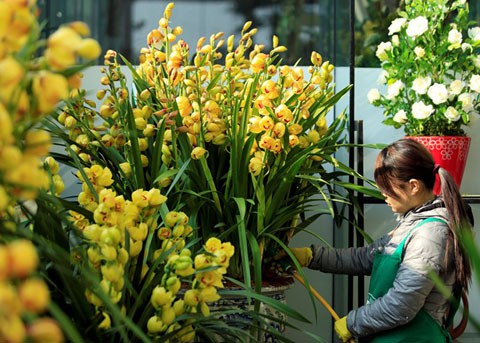 Xu hướng chọn địa lan chưng Tết năm nay khá cao